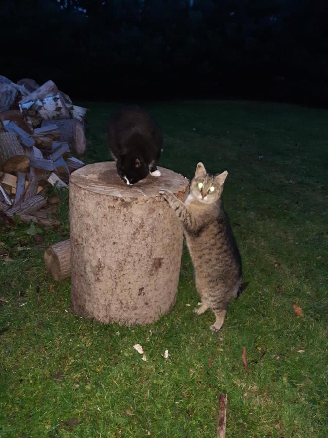Agroturystyka Tam Gdzie Sosny Scinawka Dolna Exterior foto