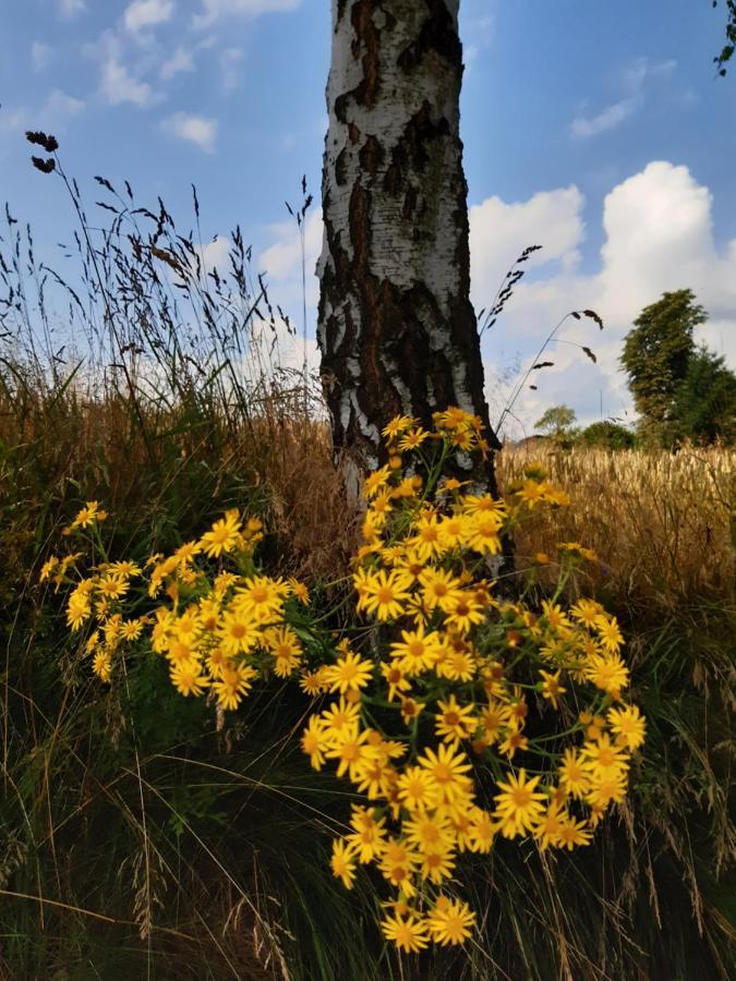 Agroturystyka Tam Gdzie Sosny Scinawka Dolna Exterior foto