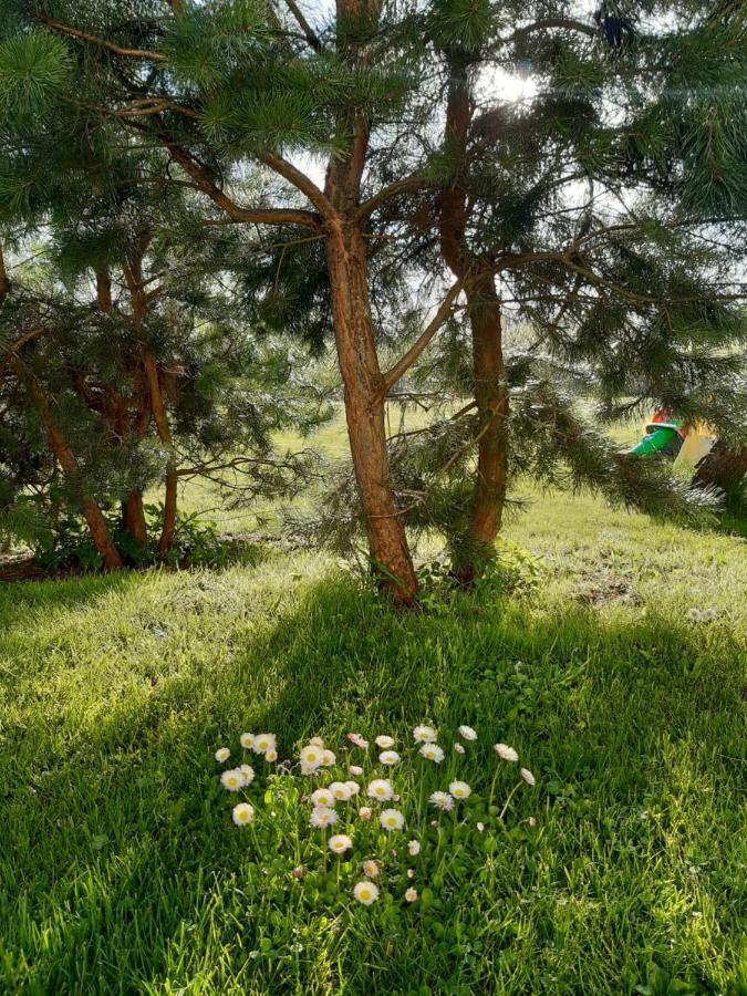 Agroturystyka Tam Gdzie Sosny Scinawka Dolna Exterior foto